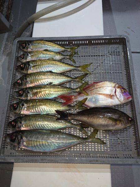 エンペラー 釣果