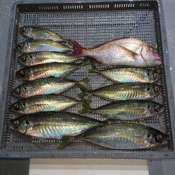 エンペラー 釣果