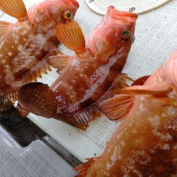 タイラバ遊漁船 ワンピース 釣果