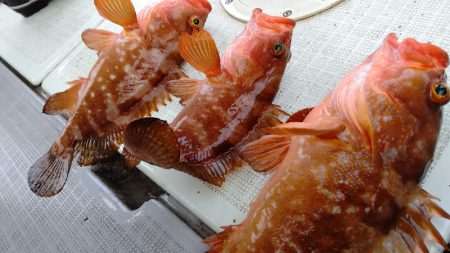 タイラバ遊漁船 ワンピース 釣果