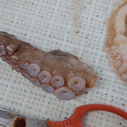 タイラバ遊漁船 ワンピース 釣果