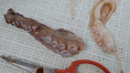 タイラバ遊漁船 ワンピース 釣果