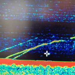 タイラバ遊漁船 ワンピース 釣果
