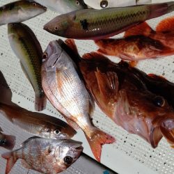 タイラバ遊漁船 ワンピース 釣果