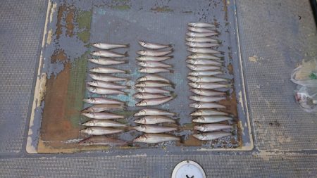 FISHING RISKY 釣果