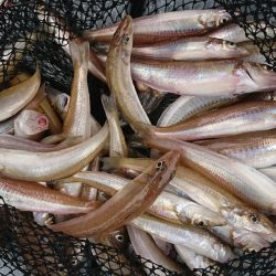 遊漁船 家入 釣果