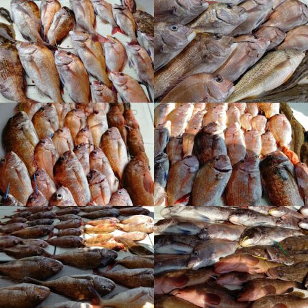 タイラバ遊漁船 ワンピース 釣果