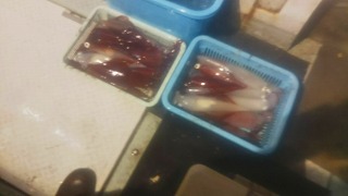 第二清洋丸 釣果