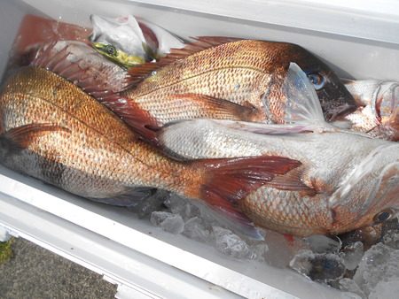 こうゆう丸 釣果