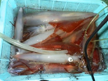 第二むつ漁丸 釣果