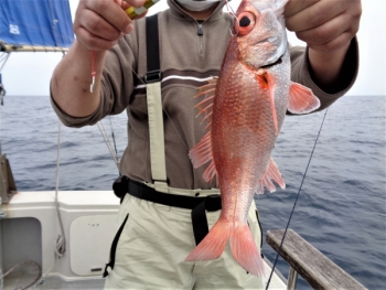鯛紅丸 釣果