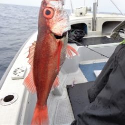 鯛紅丸 釣果