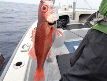 鯛紅丸 釣果
