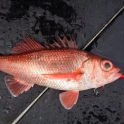 鯛紅丸 釣果
