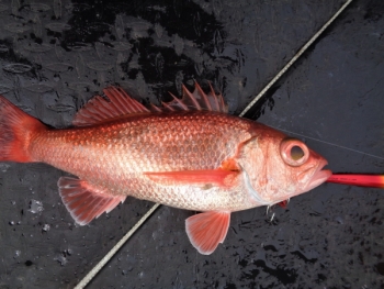鯛紅丸 釣果