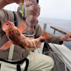 鯛紅丸 釣果