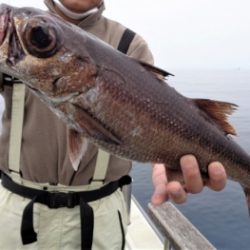 鯛紅丸 釣果