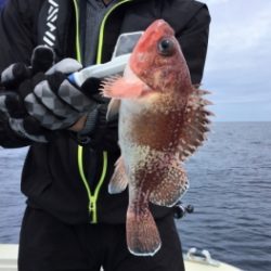 鯛紅丸 釣果