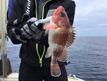 鯛紅丸 釣果
