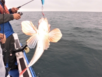 鯛紅丸 釣果