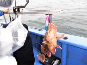 鯛紅丸 釣果