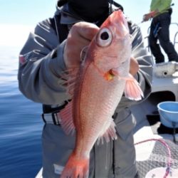 鯛紅丸 釣果