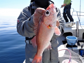 鯛紅丸 釣果
