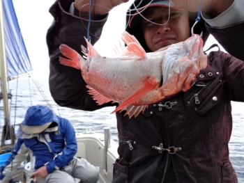 鯛紅丸 釣果