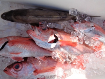 鯛紅丸 釣果