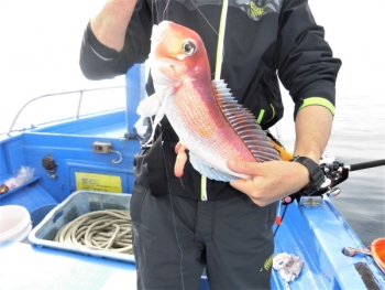 鯛紅丸 釣果