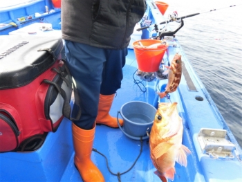 鯛紅丸 釣果