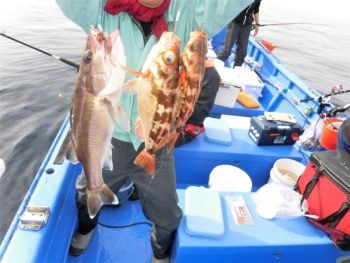 鯛紅丸 釣果