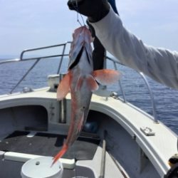 鯛紅丸 釣果