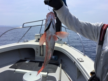 鯛紅丸 釣果