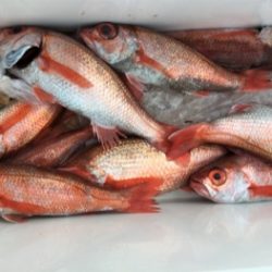 鯛紅丸 釣果