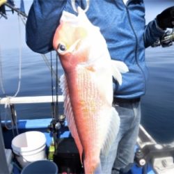 鯛紅丸 釣果