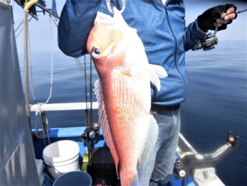 鯛紅丸 釣果