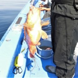 鯛紅丸 釣果