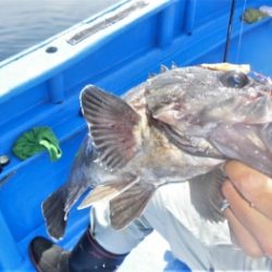 鯛紅丸 釣果