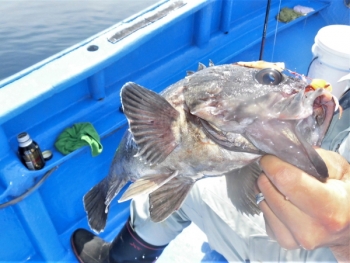 鯛紅丸 釣果