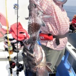 鯛紅丸 釣果