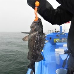 鯛紅丸 釣果