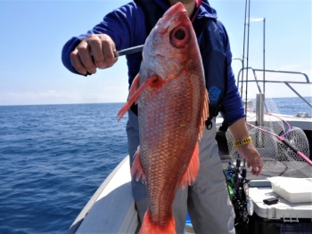 鯛紅丸 釣果