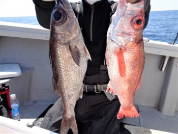鯛紅丸 釣果