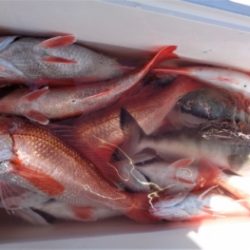 鯛紅丸 釣果