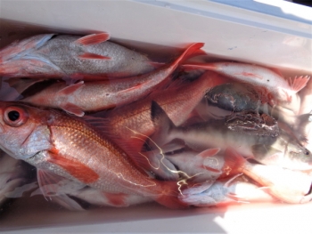 鯛紅丸 釣果
