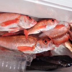 鯛紅丸 釣果