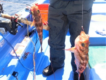 鯛紅丸 釣果