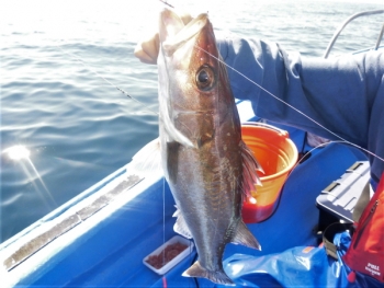 鯛紅丸 釣果