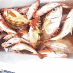 鯛紅丸 釣果